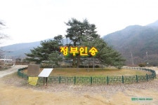 정부인송 / 속리 서원리 소나무