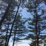 인천 선재도 트리 캠핑장 후기