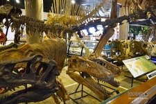 [아이와 가볼만한 곳] 안면도 쥬라기박물관 / 자연사박물관