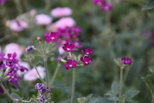 경기도 연천 임진강.(임진강 모텔)