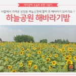 [어디갈까 추천나들이] 서울 하늘공원 해바라기밭~!