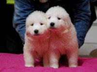 대형견 아기때 사진