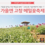 [어디갈까 추천나들이] 가을엔 고창 메밀꽃축제~!