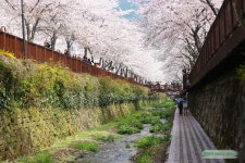 진해 가볼만한곳 여좌천