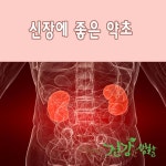 ★★★ 신장에 좋은 약초 ★★★
