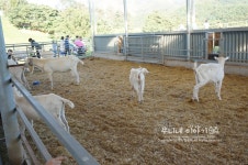 대구근교나들이 칠곡양떼목장 탁 트이네