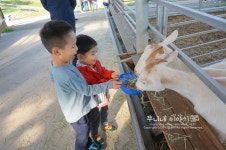 대구근교나들이 칠곡양떼목장 탁 트이네