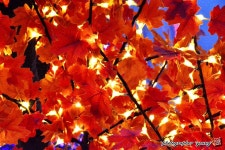 ※ 일산호수공원 꽃 빛 축제 - 3 -