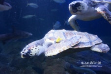 63빌딩 아쿠아리움 - 아쿠아플라넷63 와우!