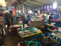 [강원도] 주문진 수산시장 구경하기