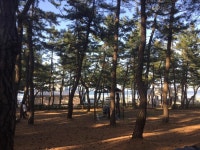 [캠핑장 추천] 소나무 숲과 해변이 매력적인 연곡 해변 솔향기 캠핑장