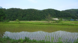 경기도 여행[물의정원.대성리.청평.가평자라섬]북한강자전거길 라이딩 코스
