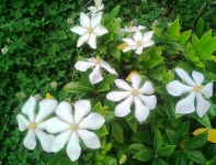 치자꽃 추억 /박종영