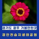 경기도 광주가볼만한곳-경안천 습지생태공원 방아깨비