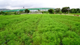 구리 코스모스축제 일정 2017 코스모스 개화 현황 서울 근교 가볼만한곳[구리한강시민공원]