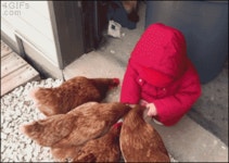 닭 모이주는 아이