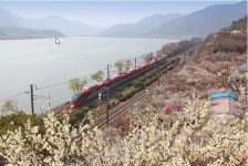 양산 원동매화축제 2018 경남 가볼만한곳-낙동강자전거길 자전거 여행코스