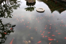 [제주 한화리조트 맛집] 흑섬