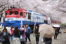 봄의 왈츠! 진해 경화역~