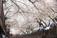 진해 가볼만한곳 여좌천