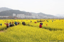 전국 최대 규모의 유채꽃단지, 부산 가볼만한곳