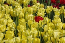 태안 세계 튤립 축제 2018,코리아플라워파크 구경하기.