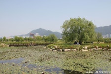 부산 삼락생태공원 감전야생화단지 연꽃단지