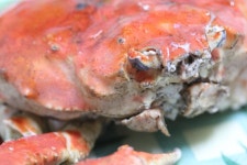 러시아대게 대사이즈 1kg 짜리 한마리가 3만원 미만 ㅎㅎ 가성비 갑 선어대게