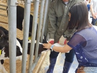 우유의 날 & 국내산 치즈페스티벌 일산문화공원 도심속 목장 나들이