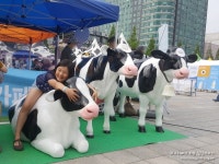 우유의 날 & 국내산 치즈페스티벌 일산문화공원 도심속 목장 나들이