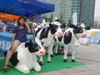 우유의 날 & 국내산 치즈페스티벌 일산문화공원 도심속 목장 나들이