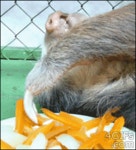 당근 먹는 나무늘보