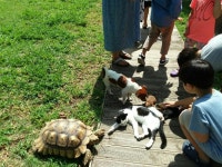 새끼 강아지가 태어난 양평가족펜션