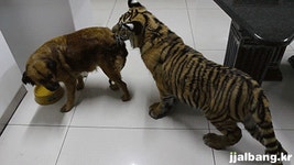 호랑이를 무서워하지 않는 멍멍이