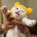 심통터지는 고양이
