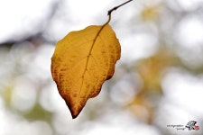 가을과 겨울 사이