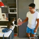 하이 파이브하는 냥이