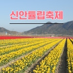 신안 튤립축제 2019/수선화축제 전남 4월 축제
