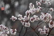 사월의 봄 노래