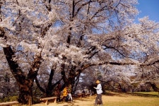 충남 가볼만한곳 공주 벚꽃명소 충남역사박물관 새하얀 꽃구름