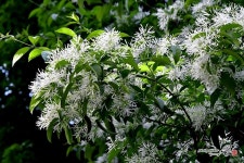 이팝나무 새하얀 꽃