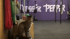 냥이와 하이파이브