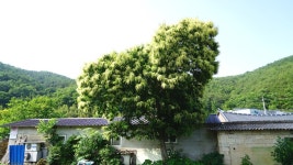 전남 여름피서지 추천,1박2일 화순 아쿠아나 (화순국화향연)