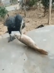 한입만