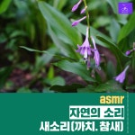 자연의 소리 asmr 새소리(까치. 참새) 20분 영상 추가