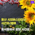 울산 시외버스터미널 시간표 동서울에서(울산 관광명소)