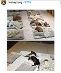 강아지 유치원