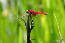 가을빛 아침의 향기