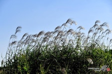 가을 향기 은빛 억새 언덕
