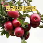 10월 경북 축제 문경 사과축제(사과장터) 문경 가을 여행지 추천